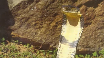 King Cobra, Ketika berbicara tentang ular besar, orang pada umumnya berpikir tentang boa, ular piton, dan anaconda. Tapi King Cobra, ular berbisa terpanjang di dunia, bukanlah ular yang pendek. Dengan panjang rata-rata sekitar 12 kaki, namun dapat mencapai lebih dari 18 kaki, King Cobra tetaplah reptil yang cepat dan lincah. Ular ini dianggap sebagai ular Asia yang paling berbahaya, dengan bisa yang sangat kuat dalam satu gigitan. (Foto: Owlcation)