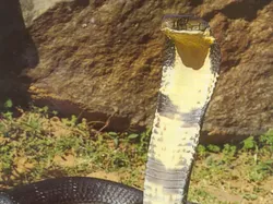 14 Ular Tercantik di Dunia, Bikin Mata Terpana