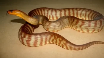 Ular Piton Topaz Tanami Woma adalah ular piton berukuran sedang yang tumbuh sekitar 3½ kaki yang sengaja dikembangbiakkan saat berada di penangkaran dari Ular Piton Tanami Woma untuk meningkatkan kekayaan warnanya. Tanami Woma ditemukan di wilayah Gurun Tanami di Wilayah Utara Australia. (Foto: Owlcation)