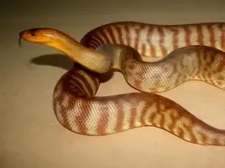 14 Ular Tercantik di Dunia, Bikin Mata Terpana