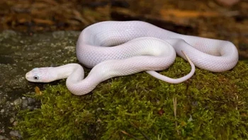 Ular Tikus Texas Leucistic adalah colubrid tidak berbisa yang ditemukan terutama di Texas. Bagian leucistic berarti mereka telah mengurangi pigmentasi dari semua pigmen kulit yang berbeda dari albinisme yang hanya mengurangi melanin. (Foto: Owlcation)