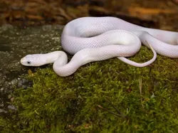 14 Ular Tercantik di Dunia, Bikin Mata Terpana