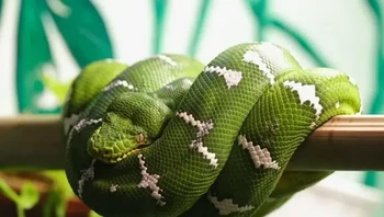 Boa Pohon Zamrud ditemukan di banyak bagian Amerika Selatan termasuk di sepanjang Sungai Amazon. Panjangnya rata-rata sekitar enam kaki tetapi dapat tumbuh hingga sembilan kaki. Makanan mereka sebagian besar adalah mamalia kecil, namun mereka juga terkadang mengonsumsi burung, kadal, dan katak. (Foto: Owlcation)