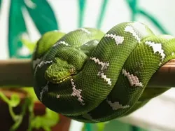 14 Ular Tercantik di Dunia, Bikin Mata Terpana