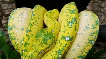 Ular Piton Pohon Kuning Tinggi adalah ular besar yang tumbuh sepanjang empat hingga tujuh kaki. Ular ini tidak berbisa dan memakan mamalia kecil dan terkadang reptil. Mereka berburu dengan menggantung di dahan dan menyerang dengan bentuk S, lalu melilit mangsanya. (Foto: Owlcation)