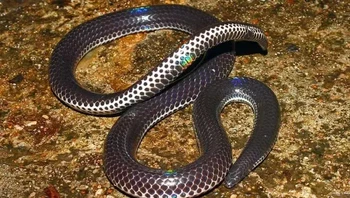 Pied-Bellied Shieldtails adalah ular tidak berbisa, ular penggali yang sebagian besar hidup di bawah tanah di India dan Sri Lanka. Ular ini diyakini memakan cacing tanah, tetapi hanya sedikit penelitian yang dilakukan untuk mendukung hal ini. Ular ini relatif kecil dengan panjang maksimum sekitar 2½ kaki, namun lebih sering berukuran lebih kecil, dan ular dewasa terkadang tidak lebih dari delapan inci. (Foto: Owlcation)