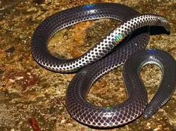 14 Ular Tercantik di Dunia, Bikin Mata Terpana