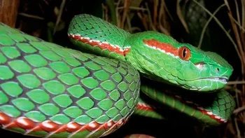 Emerald Green Pit Viper, pertama kali ditemukan pada tahun 2002 di pegunungan timur Himalaya di negara Burma. Ular berbisa berwarna hijau pekat ini memiliki tanda yang cerah, dengan jantan memiliki mata merah dengan garis-garis merah dan putih, sementara betina memiliki mata kuning dan garis-garis yang sebagian besar berwarna putih. (Foto: Owlcation)