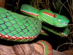 14 Ular Tercantik di Dunia, Bikin Mata Terpana