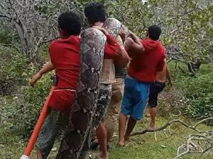 Cerita Warga Tebas Ular Piton 8 Meter Usai Serang Babi Hutan di Muna