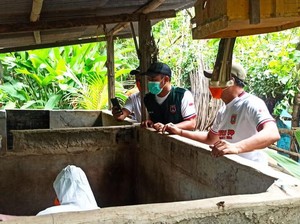 Puluhan Babi di Karangasem Mati Diduga Terserang Virus ASF