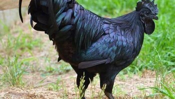 Ayam Cemani Adalah Jenis Ayam Aneh Dari Indonesia. Kulit, Organ Telur & Tulangnya Berwarna Hitam Foto: Demilked