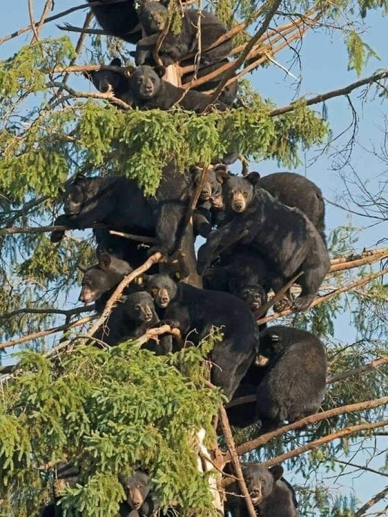 Foto Keunikan dari Seluruh Dunia