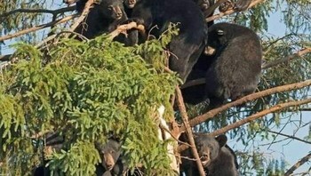 Beruang pohon. Foto: Demilked