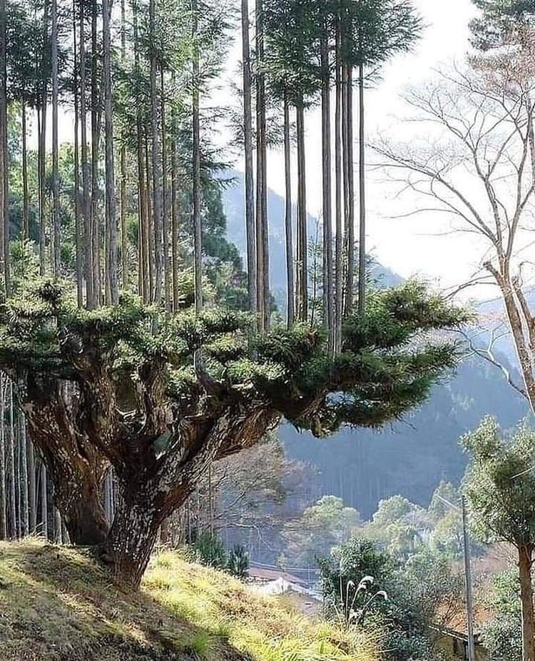 Foto Keunikan dari Seluruh Dunia