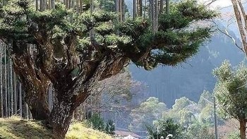 Orang Jepang telah memproduksi kayu selama 700 tahun tanpa menebang pohon. Pada abad ke-14, teknik daisugi yang luar biasa lahir di Jepang. Memang benar, daisugi menetapkan bahwa pohon-pohon ini akan ditanam untuk generasi mendatang dan tidak ditebang melainkan dipangkas seolah-olah pohon tersebut adalah pohon bonsai raksasa; dengan menerapkan teknik ini pada pohon aras, kayu yang diperoleh seragam, lurus dan tanpa simpul, praktis sempurna untuk konstruksi. Pemangkasan sebagai aturan seni yang memungkinkan pohon tumbuh dan berkecambah saat menggunakan kayunya, tanpa harus menebangnya. Melalui Earth Mazing Foto: Demilked