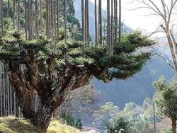 Foto Keunikan di Dunia yang Terabadikan Kamera, Ada Indonesia