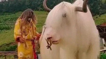 Yak Putih Salju Adalah Fase Warna Yak Paling Langka di Dunia Foto: Demilked