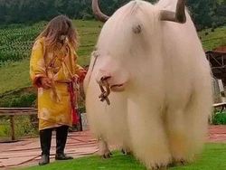 Foto Keunikan di Dunia yang Terabadikan Kamera, Ada Indonesia