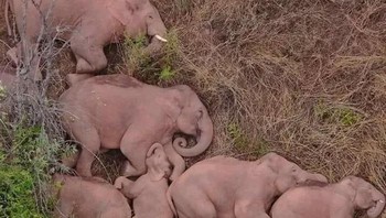 Begini Keluarga Gajah Sedang Tidur Foto: Demilked