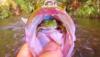 Fotografer Angus James Cukup Beruntung Dapat Mengabadikan Bidikan Ini. Dia Berkata: “Saat Saya Menarik Umpan Saya Dari Ikan Untuk Dilepaskan Kembali Ke Air Saya Melihat Dua Mata Kecil Menatap Saya Dari Dalam Mulut Ikan Foto: Demilked