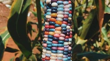 Benih pelangi awalnya berasal dari persilangan “miniatur popcorn Pawnee dengan jagung tepung merah Osage dan juga jagung Osage lainnya yang disebut Greyhorse.” Foto: Demilked
