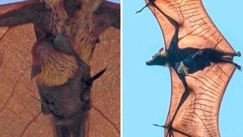 Indian Flying Fox membawa anaknya. Foto: Demilked