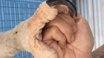 Pernah bertanya-tanya seberapa besar kaki elang? Ini dia... Foto: Demilked