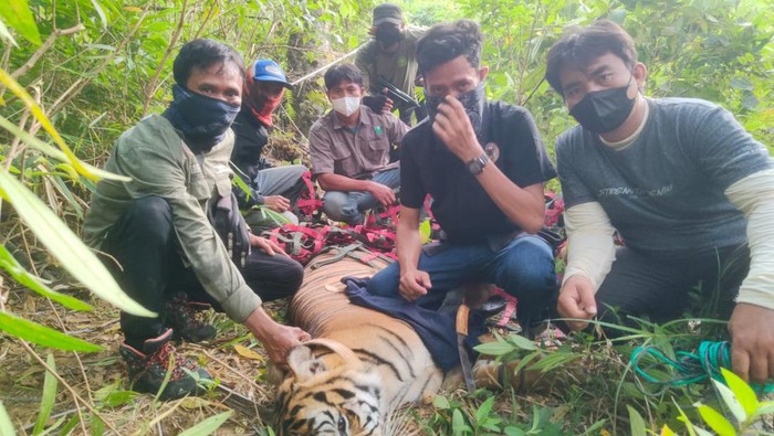Harimau yang baru dilepasliarkan KLHK ditangkap kembali. (Foto: Dok. Istimewa)