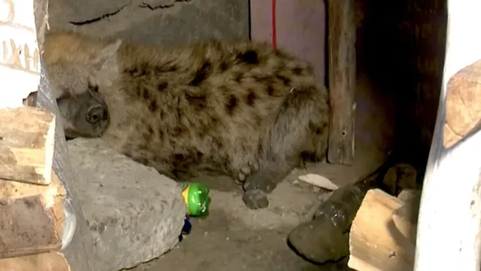 Hyena di permukiman Kenya
