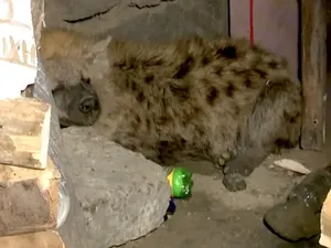 Penduduk Satu Kota Gempar gegara Hyena Berkeliaran