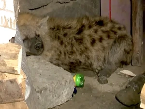 Geger Warga Temukan Hewan Aneh di Bawah Meja
