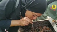 Dan satu keistimewaan di Kebun Kelulut Sangatta, pengunjung bisa merasakan sensasi menghisap madu langsung dari dalam sarang lebah. Amazing... Karena pengalaman seperti ini tidak dijumpai di tempat lain. Spot ini, punya misi khusus yang ingin menyampaikan, bahwa madu kelulut produksi kelompok tani Trigona Reborn dijamin kemurniannya! Foto: Erliana Riady