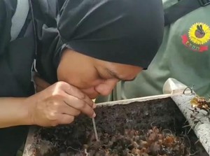 Kebun Kelulut Sangatta, Sensasi Menyesap Madu Langsung dari Sarang Trigona