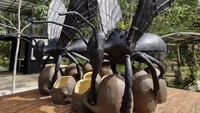 Trigona Sp yakni salah satu genus dari jenis melponini atau jenis lebah madu yang tidak bersengat (stingless bee). Orang awam lebih mengenalnya dengan nama Klanceng di Jawa atau Kelulut bagi warga Kalimantan. Kalimantan adalah salah satu habitat Kelulut di wilayah tropis Indonesia . Lebah ini bisa dikatakan hampir punah, karena jumlahnya yang makin sedikit bisa ditemui di hutan. Foto: Erliana Riady