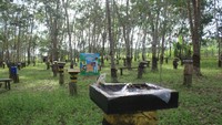 Di sini, pengunjung bisa menikmati pemandangan rumah lebah di sela-sela pohon karet. Di atas lahan seluas dua hektar ini, ada banyak pelajaran tentang seluk beluk lebah dan manfaatnya bagi manusia. Seperti mengenal beragam jenis lebah terutama Trigona, yang hidup berdampingan dengan warga sekitar. Foto: Erliana Riady
