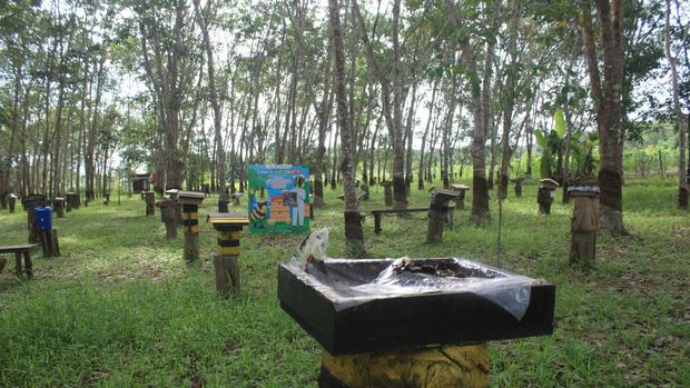 Kebun Kelulut Sangatta, Kaltim, detikers bisa menyesap madu langsung dari sarang lebah Trigona.