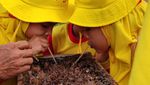 Sensasi Menyesap Madu Langsung dari Sarang Trigona