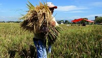 Petani di daerah itu mulai melakukan panen padi perdana untuk tahun 2024 yang diharapkan mampu menurunkan harga beras di pasaran yang masih mencapai Rp 15 ribu-Rp 16 ribu/kg pada bulan Ramadan 1445 Hijriah. 