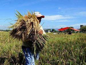 Belum Optimal Serap Gabah Gegara Panen Mundur, Bulog: Kita Andalkan Impor