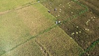 Foto aerial sejumlah petani memanen padi di areal persawahan Kecamatan Kabila, Kabupaten Bone Bolango, Gorontalo, Senin (18/3/2024). 