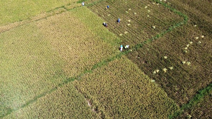 Musim panen padi perdana tahun 2024 Foto aerial sejumlah petani memanen padi di areal persawahan Kecamatan Kabila, Kabupaten Bone Bolango, Gorontalo, Senin (18/3/2024). Petani di daerah itu mulai melakukan panen padi perdana untuk tahun 2024 yang diharapkan mampu menurunkan harga beras di pasaran yang masih mencapai Rp15 ribu-Rp16 ribu/kg pada bulan Ramadhan 1445 Hijriah. ANTARA FOTO/Adiwinata Solihin/YU