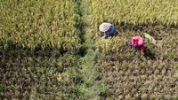 Petani memanen padi di areal persawahan Kecamatan Kabila, Kabupaten Bone Bolango, Gorontalo, Senin (18/3/2024).