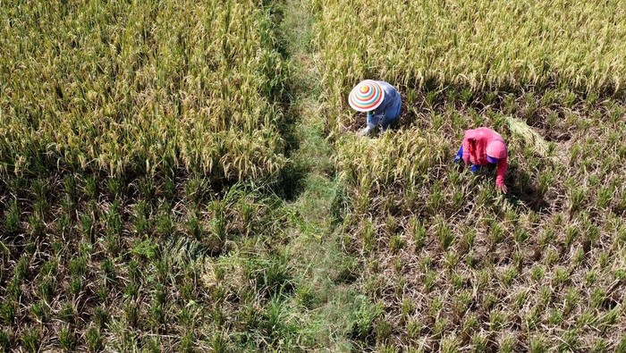 Foto aerial sejumlah petani memanen padi di areal persawahan Kecamatan Kabila, Kabupaten Bone Bolango, Gorontalo, Senin (18/3/2024). Petani di daerah itu mulai melakukan panen padi perdana untuk tahun 2024 yang diharapkan mampu menurunkan harga beras di pasaran yang masih mencapai Rp15 ribu-Rp16 ribu/kg pada bulan Ramadhan 1445 Hijriah. ANTARA FOTO/Adiwinata Solihin/YU