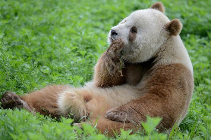 Panda cokelat
