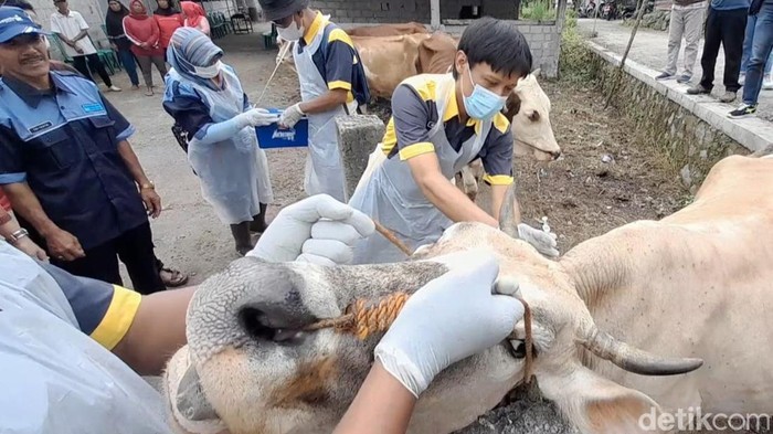 5 Warga Negatif Antraks, Puluhan Ternak di Jatirejo Klaten Tetap Divaksin