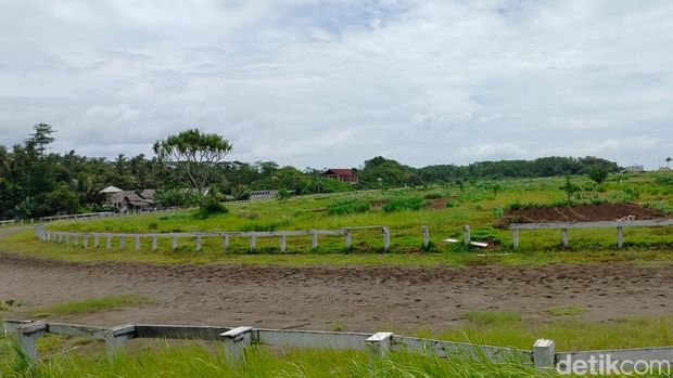 Pohon Pandan Uwong di Pacuan Kuda Legokjawa Pangandaran/