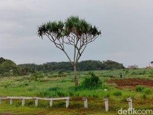 Kisah Pohon Pandan Sakti di Pangandaran, Tak Mempan Alat Berat
