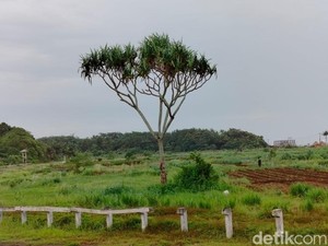 Kisah Pohon Pandan Sakti di Pangandaran, Tak Mempan Alat Berat