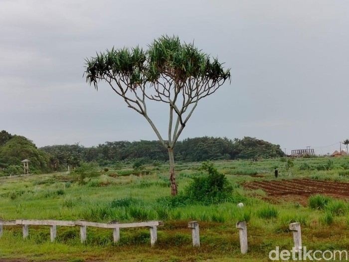 Pohon Pandan Uwong di Pacuan Kuda Legokjawa Pangandaran/